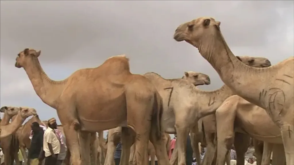 لغم حوثي ينهي حياة ناقة في تعز بالتزامن مع نفوق 15 أخريات بصاعقة رعدية